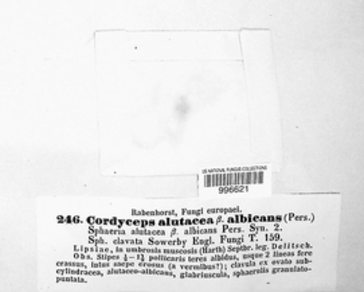 Trichoderma alutaceum image